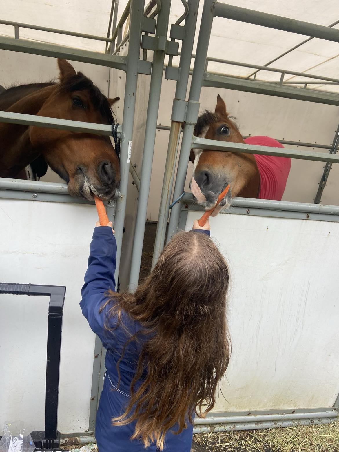Two ponies with carrots